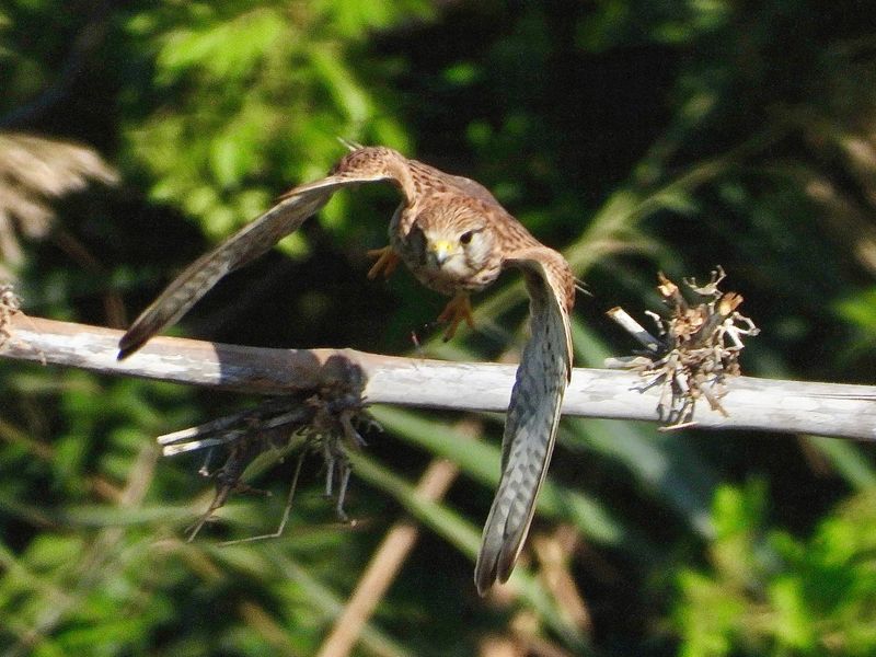dscn0045.jpg