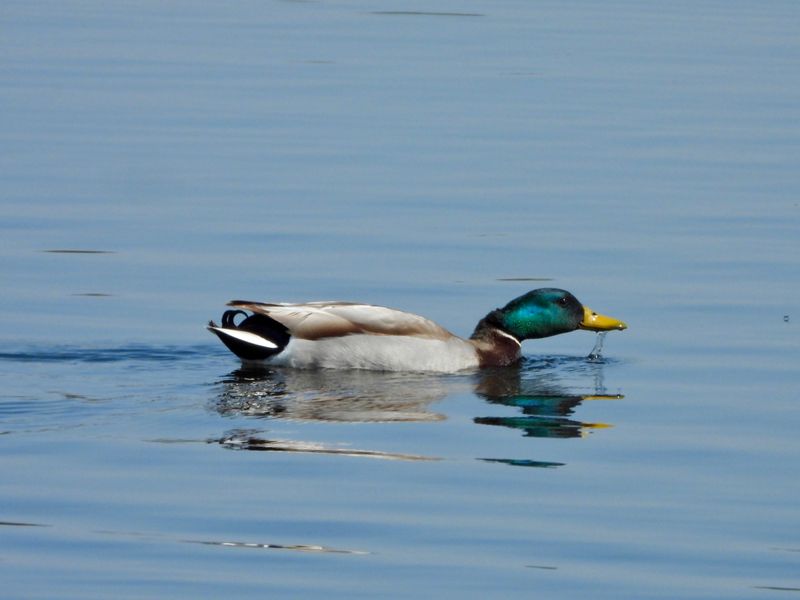 dscn1447.jpg
