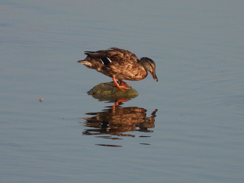 dscn3296.jpg