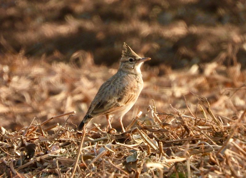 dscn4486.jpg