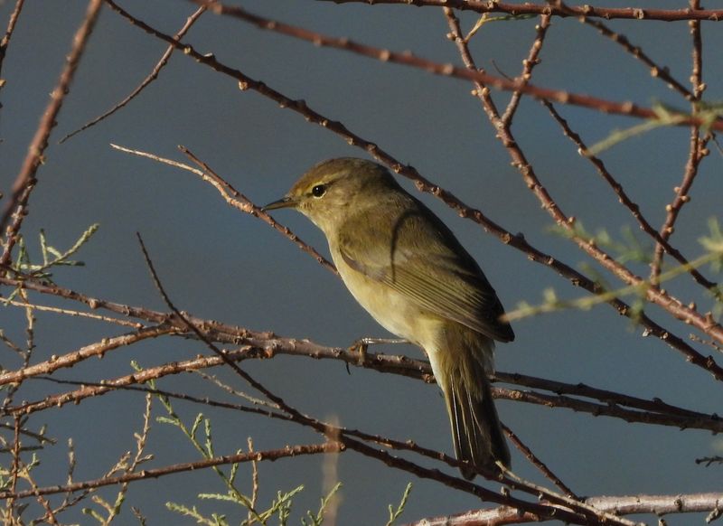 dscn4625.jpg