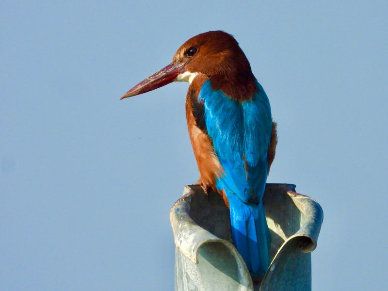 dscn4736.jpg