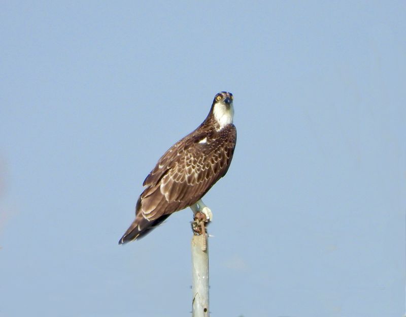 dscn5222.jpg