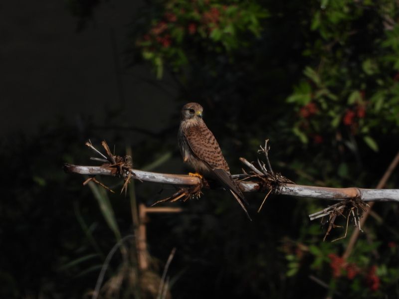 dscn5650.JPG
