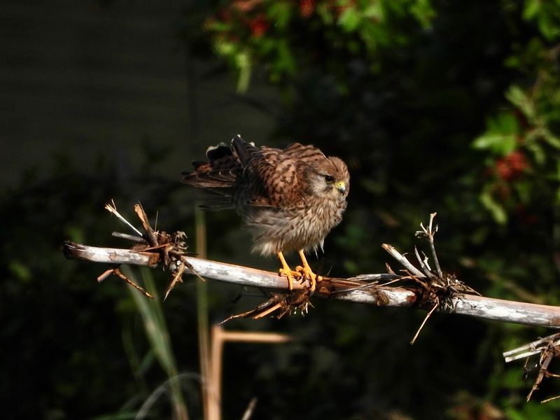 dscn5672.jpg