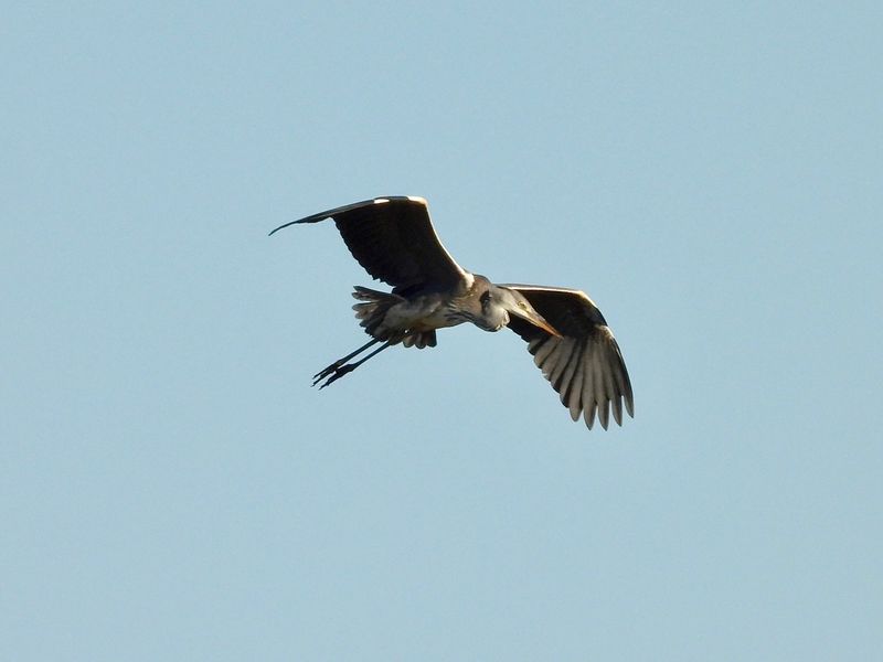 dscn5895.jpg