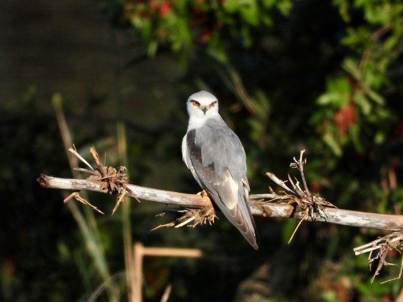 dscn5935.jpg
