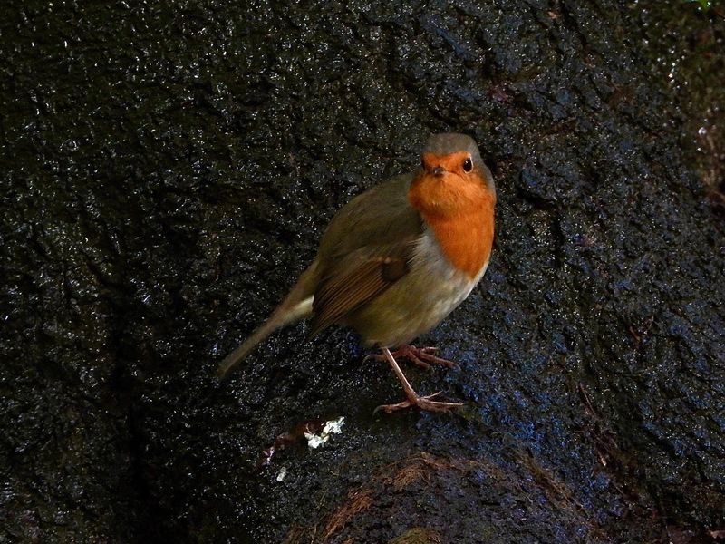dscn5936.jpg