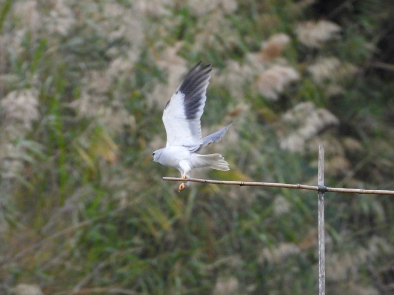 dscn7065.jpg