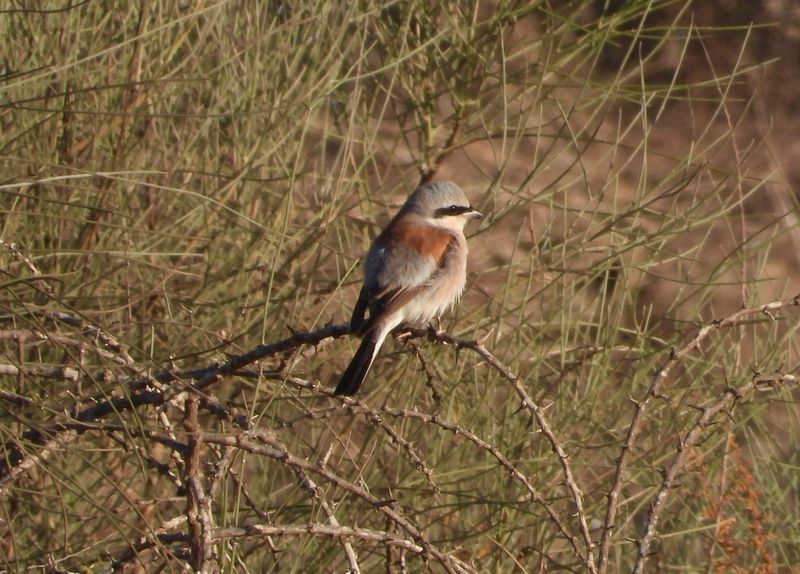 dscn8519.jpg