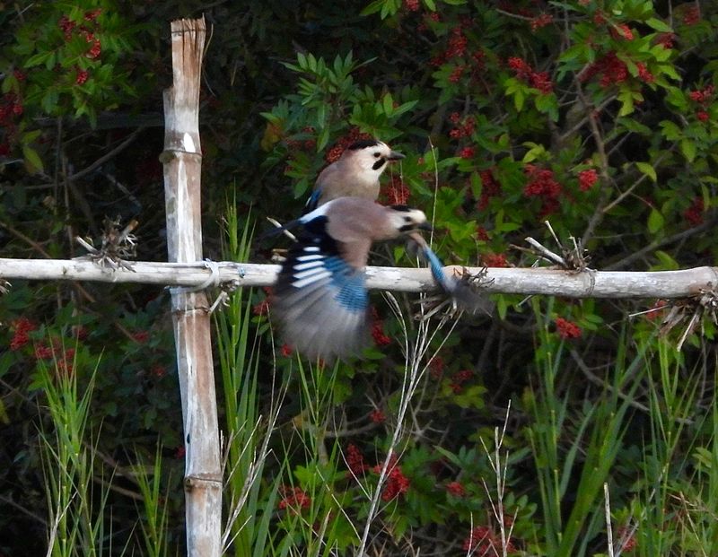 dscn9608.jpg