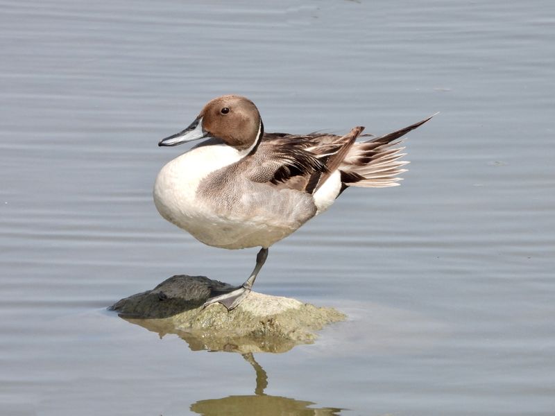 duck.jpg