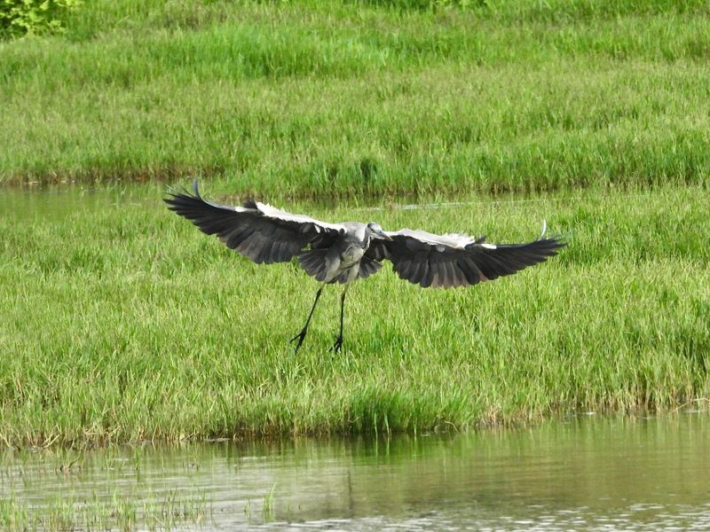 heron 3.jpg