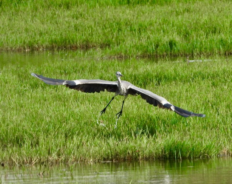 heron.jpg