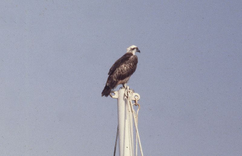 img980.JPG