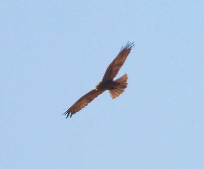IMG_3899.jpg