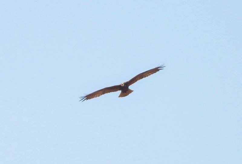 IMG_3906.jpg