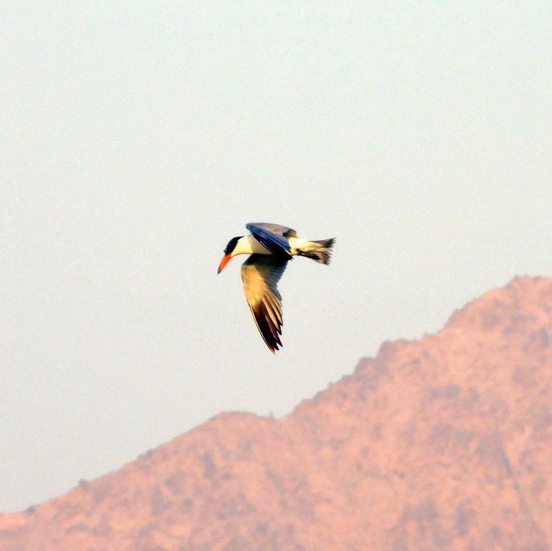 IMG_8085.JPG