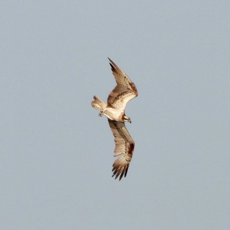 IMG_9048.JPG