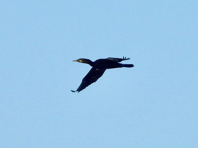 IMG_9086.JPG