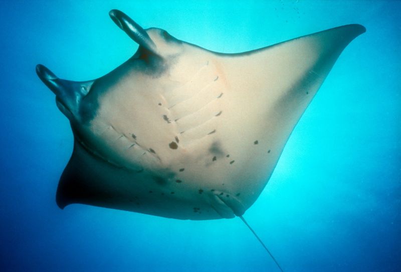 Sam Lewiss dream Manta 