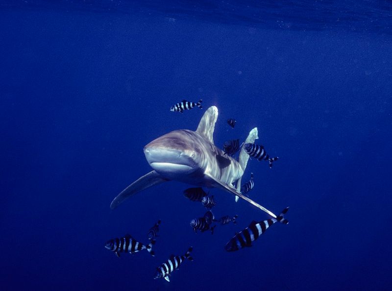 Far from shore in the open Red Sea, this oceanic white-tip shark stalks us photo by Carl Roessler