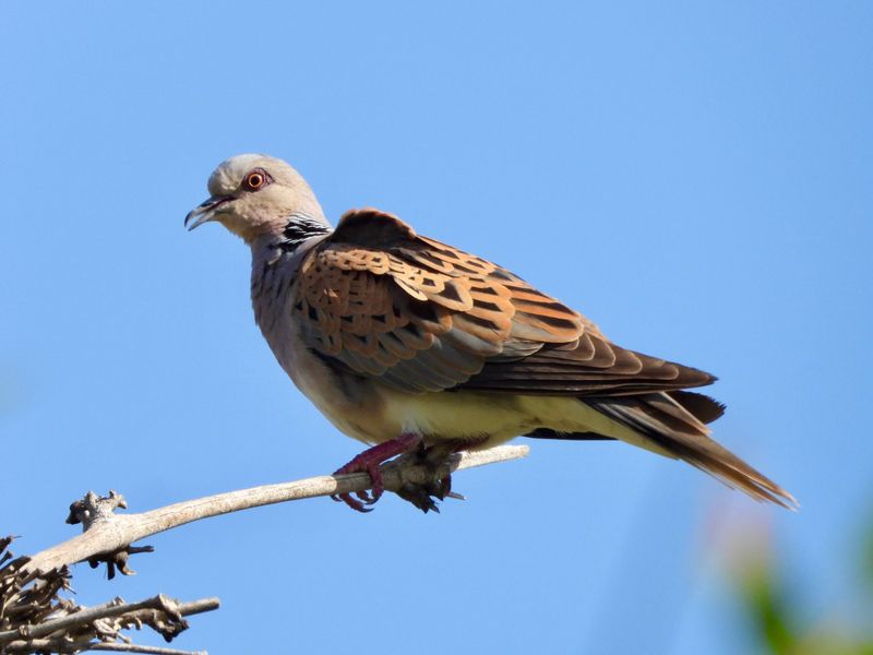Best Birds