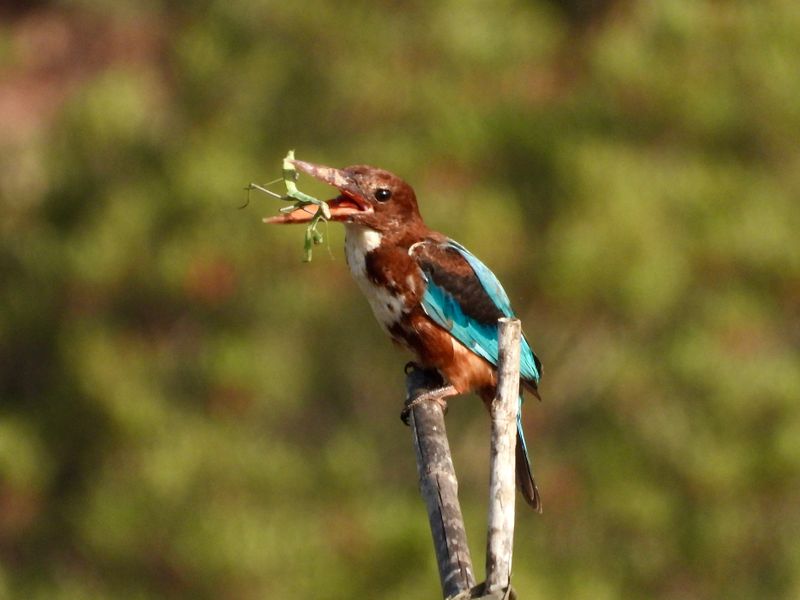 Best Birds