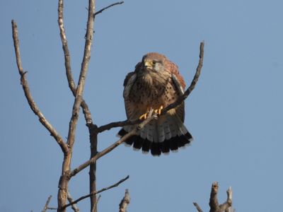 IMG_4434.JPG