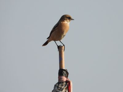 IMG_4349.JPG