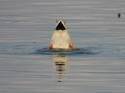 IMG_4339.JPG
