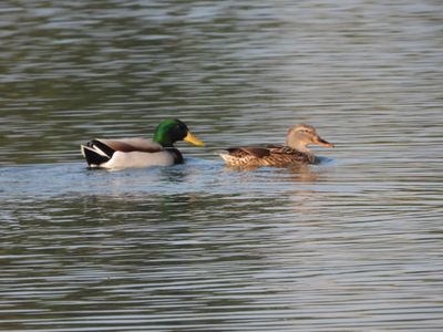 IMG_4336.JPG