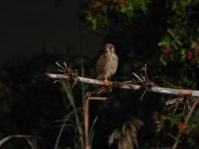 IMG_5482.JPG