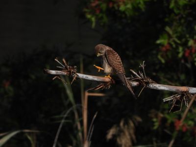 IMG_5475.JPG
