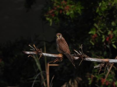 IMG_5468.JPG