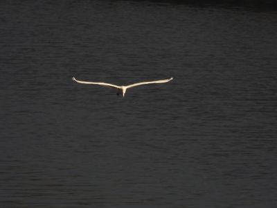 IMG_5066.JPG
