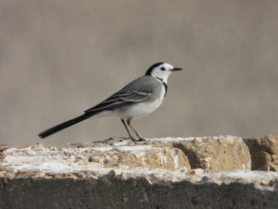 IMG_6472.JPG
