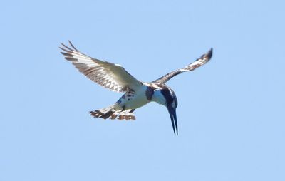 IMG_8474.JPG