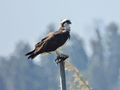 IMG_8467.JPG