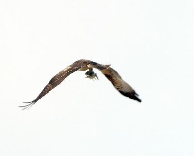 IMG_1988.JPEG