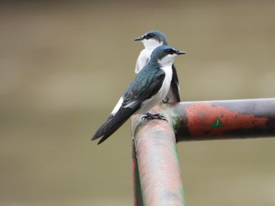 IMG_2267.JPG
