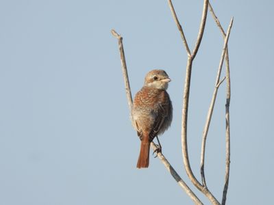 IMG_6375.JPG