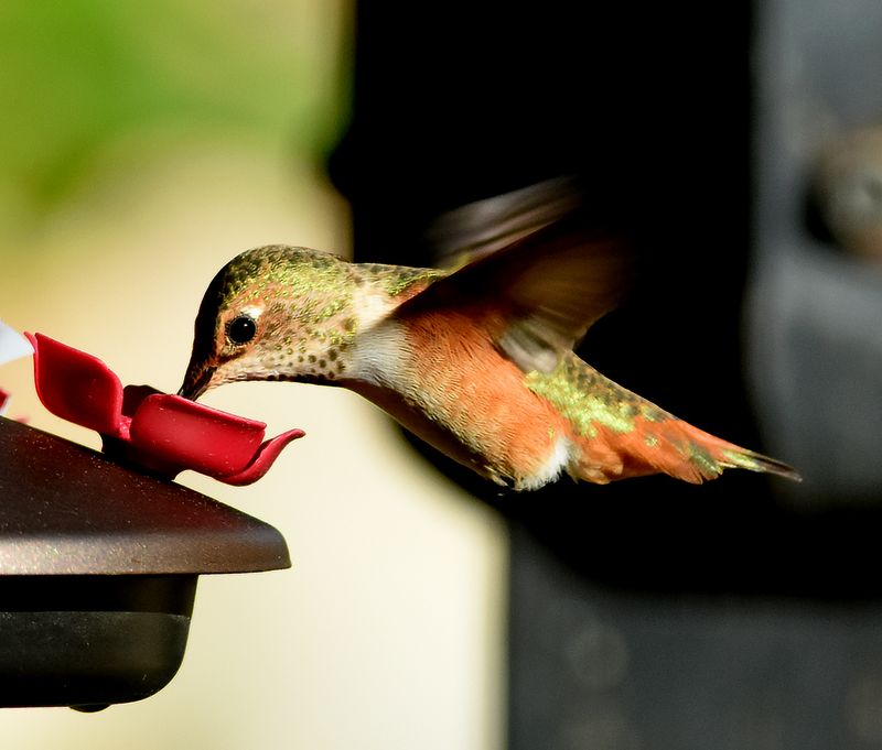 Allens Hummingbird Female