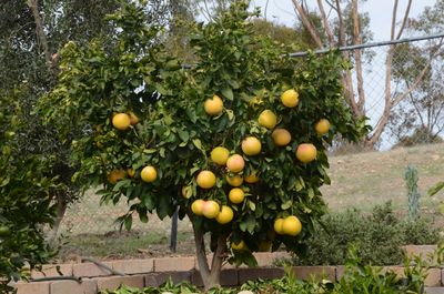 Pink Grapefruit