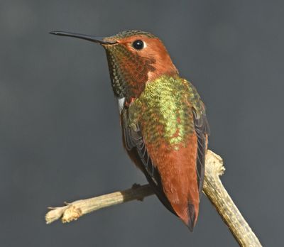 Allen's Hummingbird Male