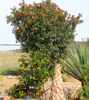 Toyon - Heteromeles arbutifolia - California Holly
