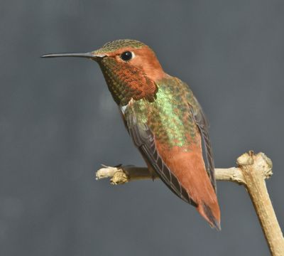 Allen's Hummingbird Male