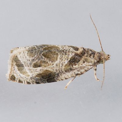 Olethreutinae (2701 - 3500)