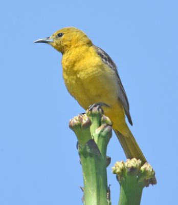 Orioles