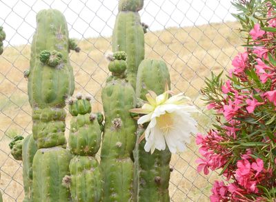 Nine-inch wide cactus flower